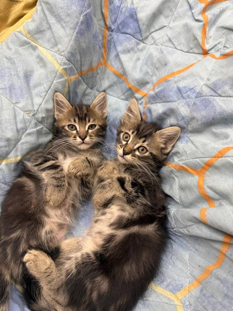 Siberian Cat kittens 9