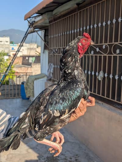 High quality lasani murga for sale