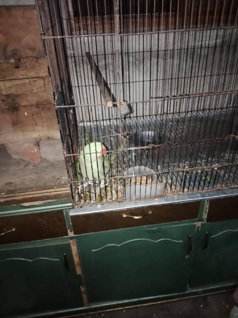 parrots 0