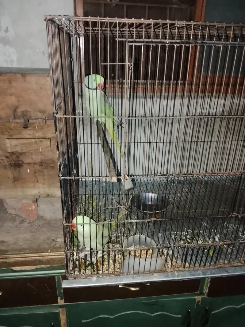 parrots 1