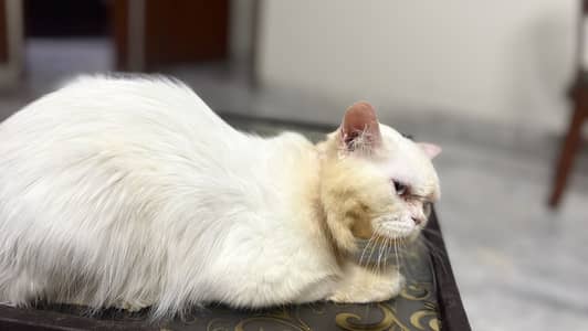 Persian cat