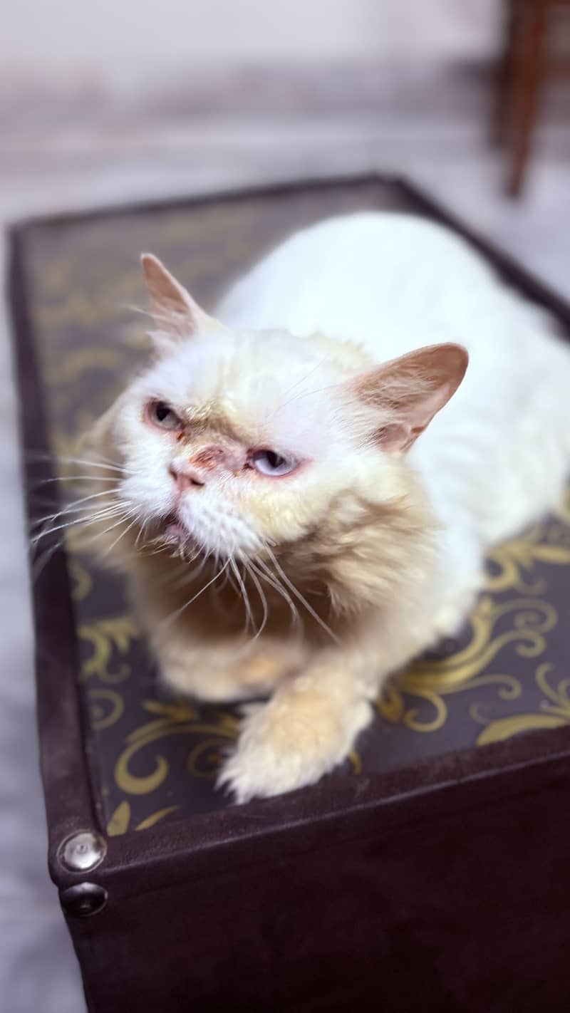 Persian cat 1