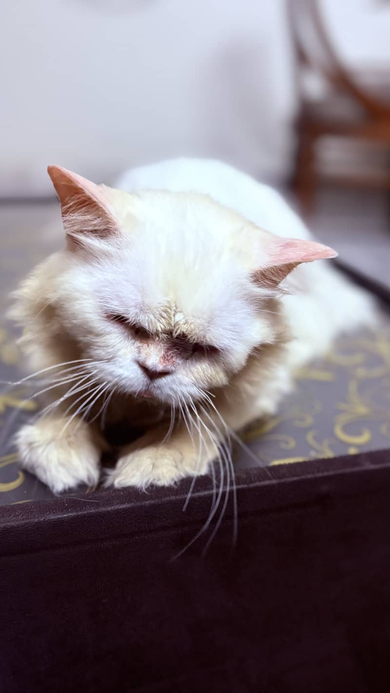 Persian cat 2