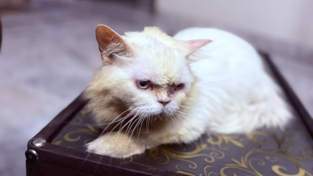 Persian cat 3