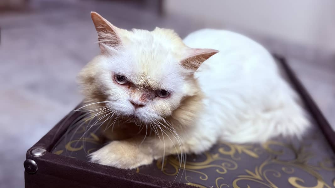 Persian cat 4