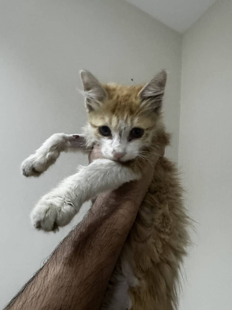 Persian kitten 0