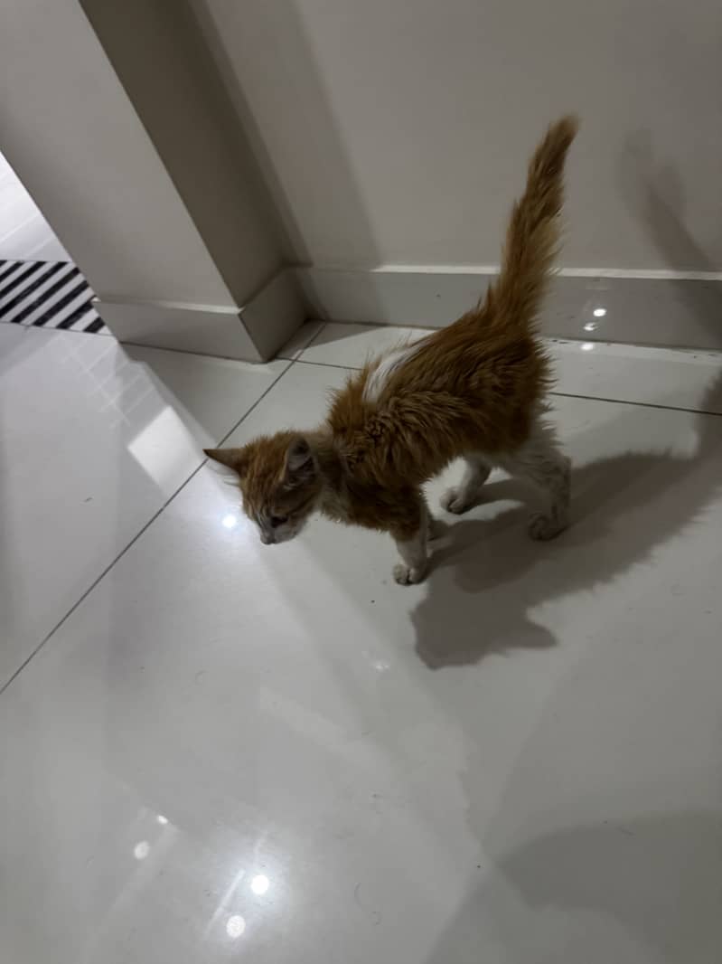 Persian kitten 1