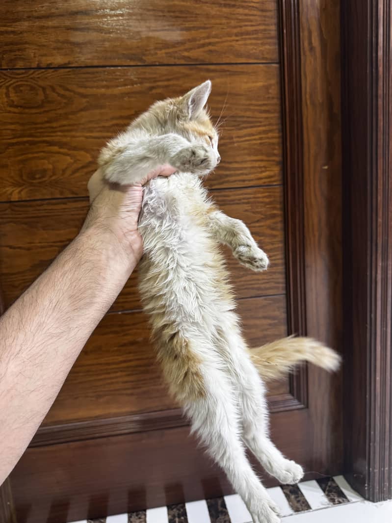 Persian kitten 2