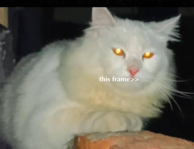 03217955913 2