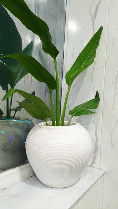 White Textured Ceramic Planter Pot, Large Round