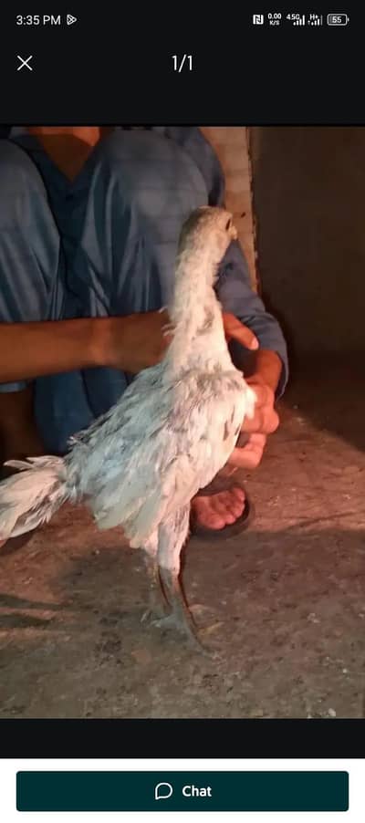Pure ice blue dragon male chick
