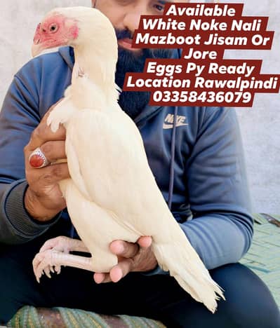 White Female Available Eggs Ki Guarantee