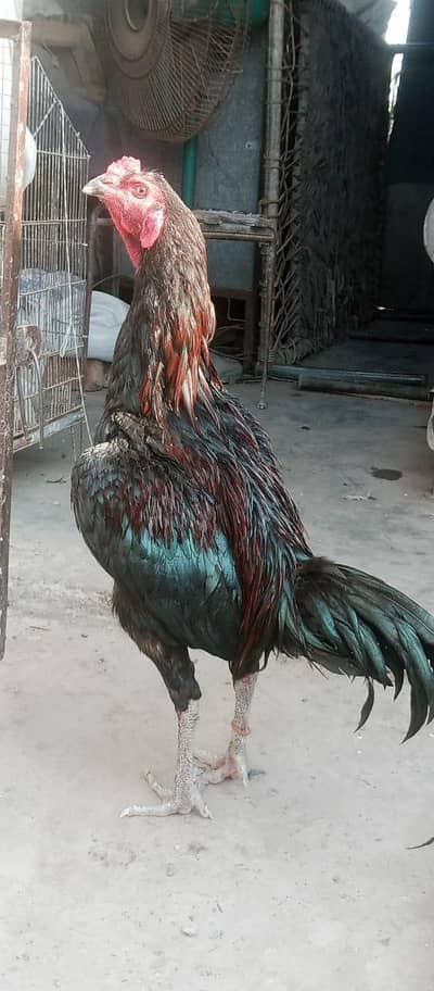 Thai breeder male available
