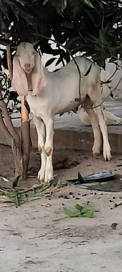 aseel bakra for sale