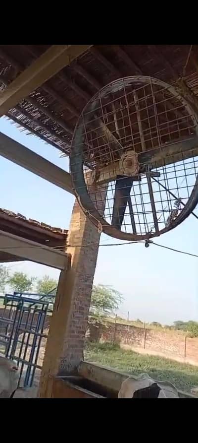 Dairy Farm fan For Sale ( single phase)