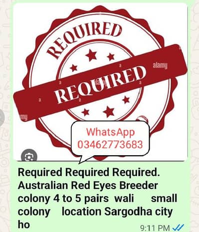 Required Require Red Eye Australian Breeder colonywhatsApp 03462773683