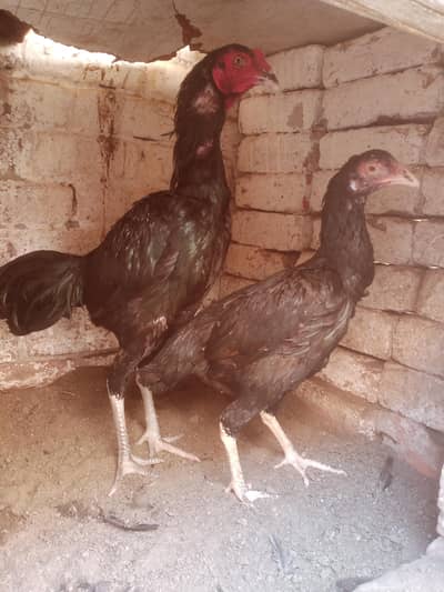 healthy rooster and Hin for sal