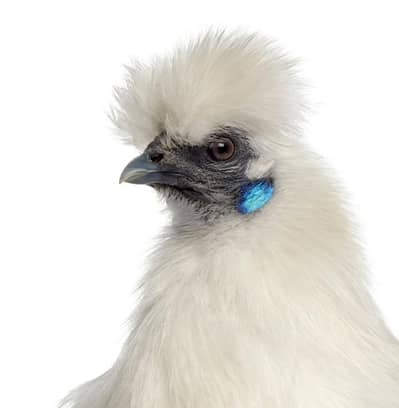 WHITE SILKI