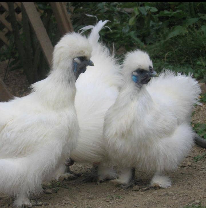 WHITE SILKI 2