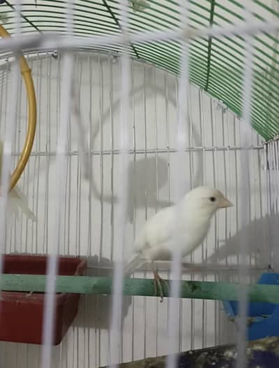 canary