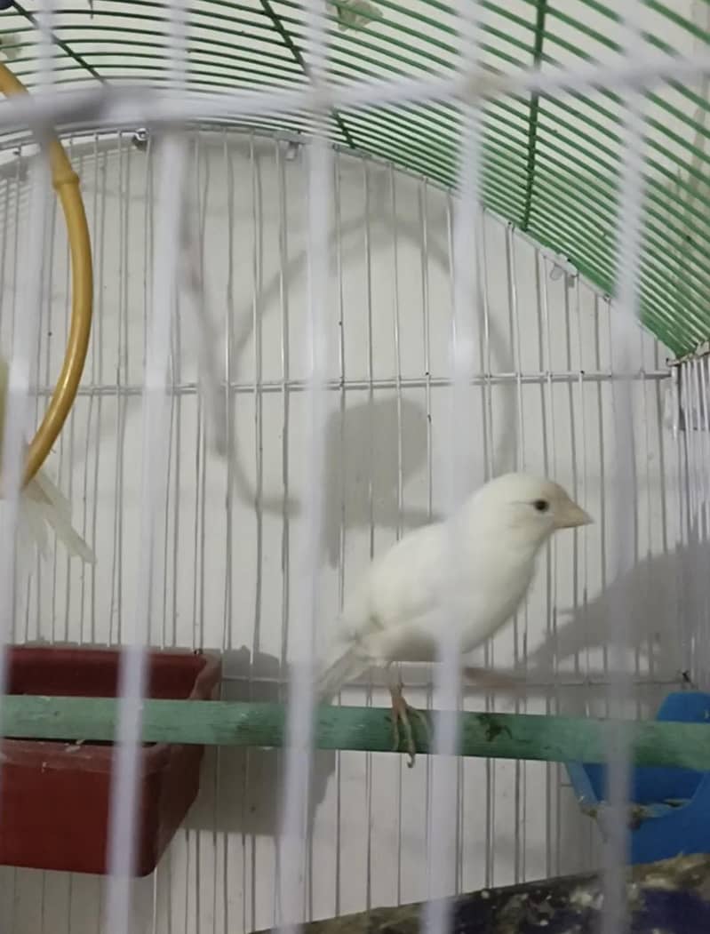 canary 0