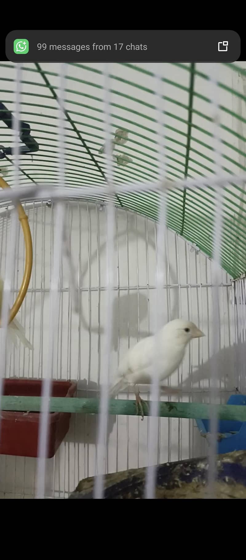 canary 1