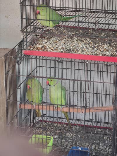 Ringneck 100% breeder pair forsale