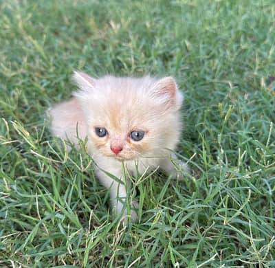 Punch Face kitty 42 days