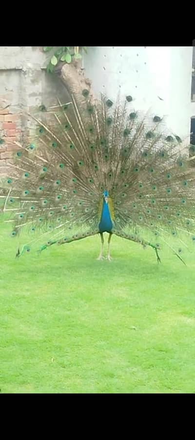 Peacock Urgent Sale