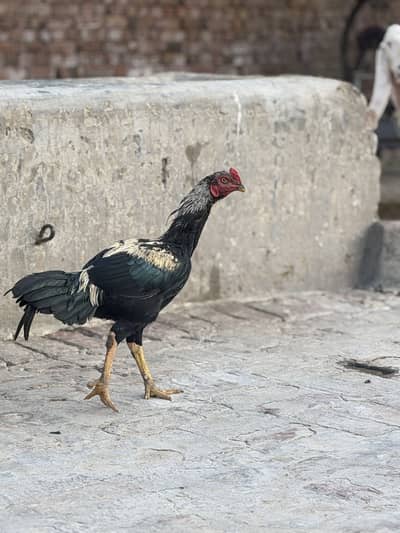 Aseel 4 male 5 female hens