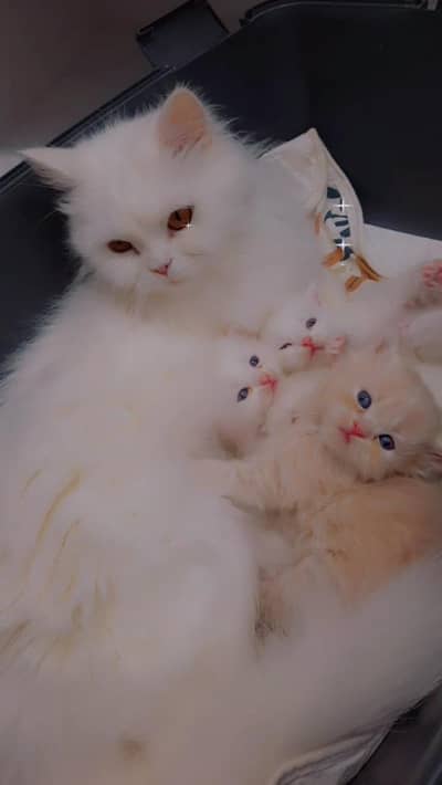 Beautiful Persian Kittens