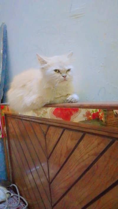 beautiful punch face persion cat for sale and healthy