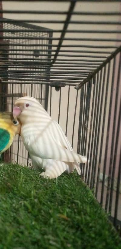 Albino red eyes breedr female