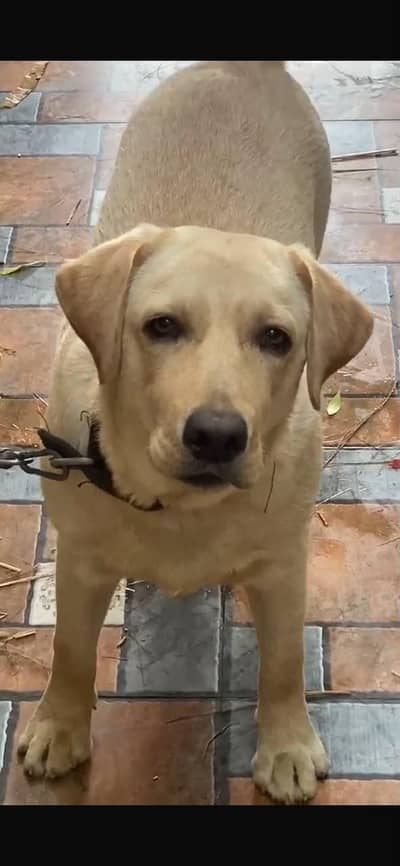 Golden Labrador