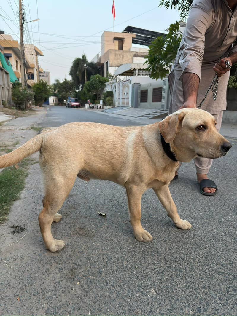 Golden Labrador 1