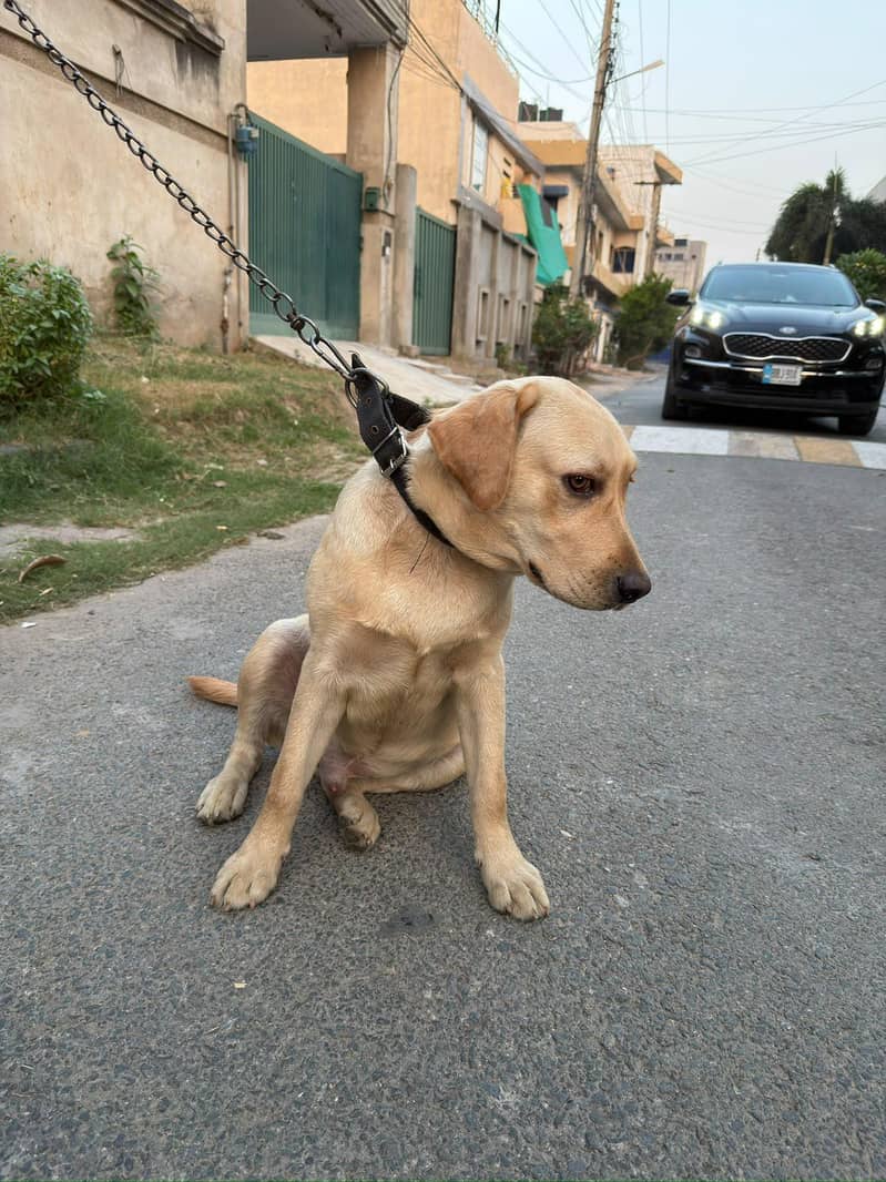 Golden Labrador 2