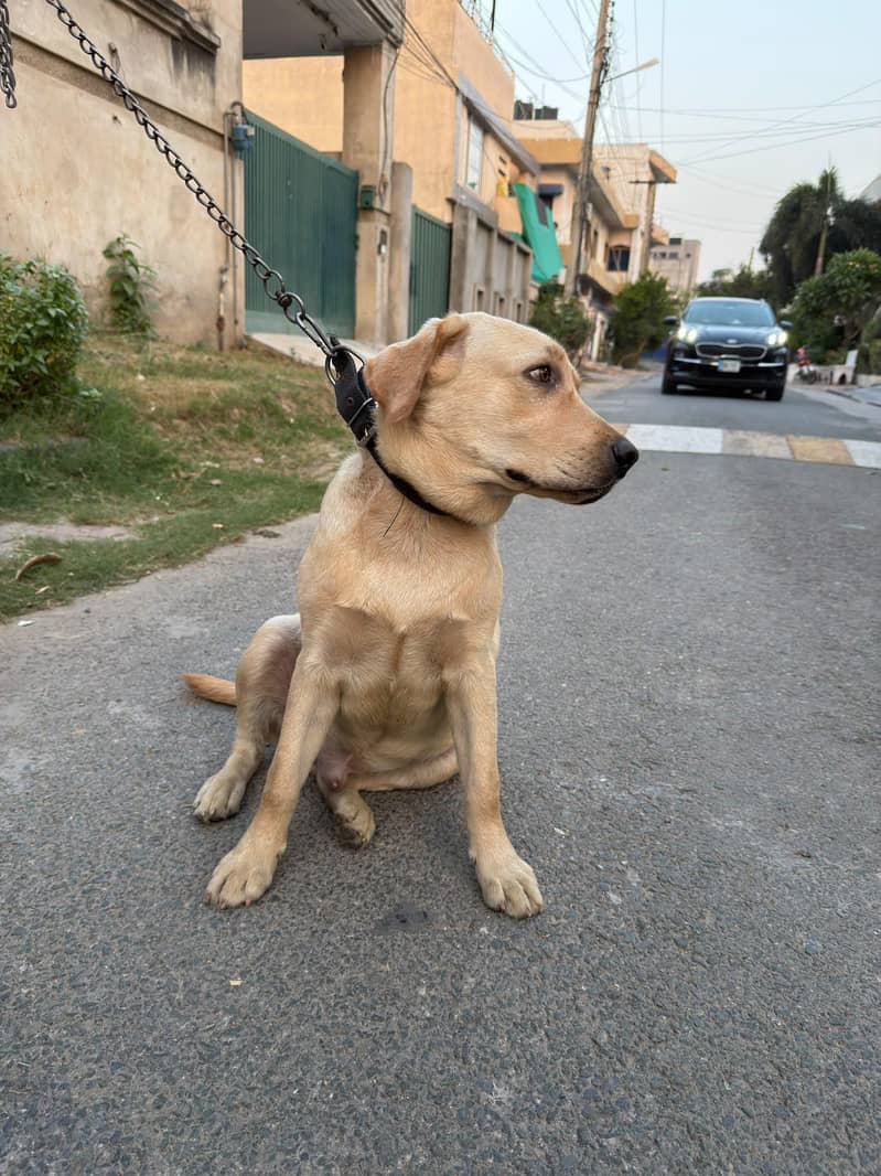 Golden Labrador 3