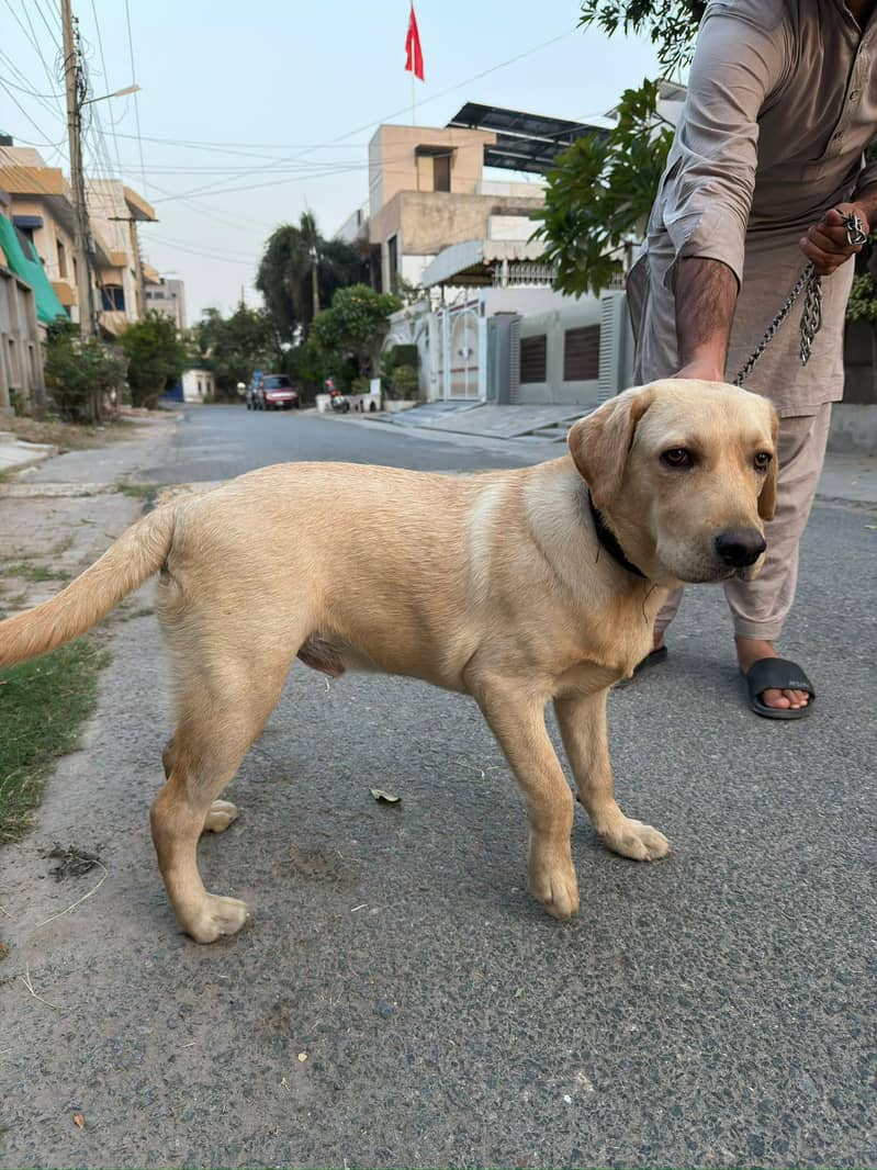 Golden Labrador 4