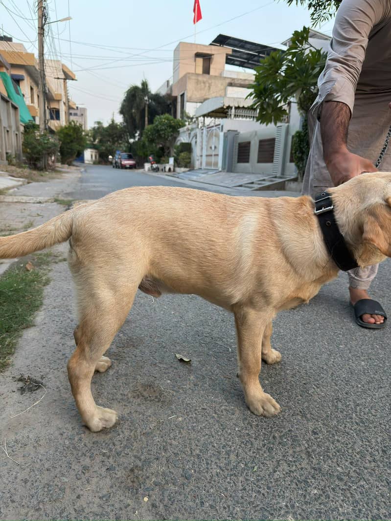 Golden Labrador 5