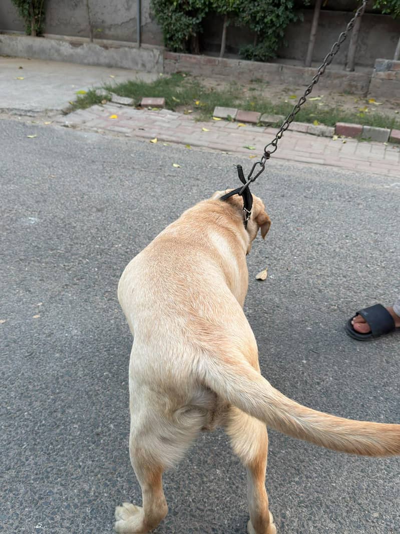 Golden Labrador 6