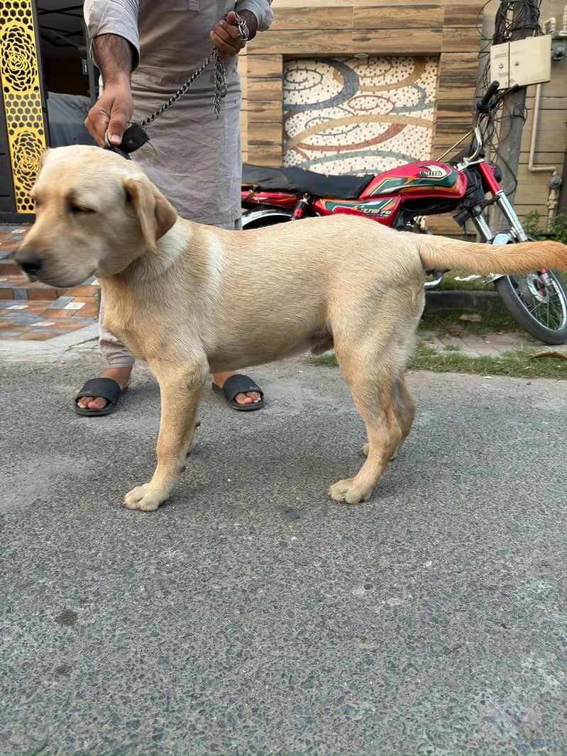 Golden Labrador 7