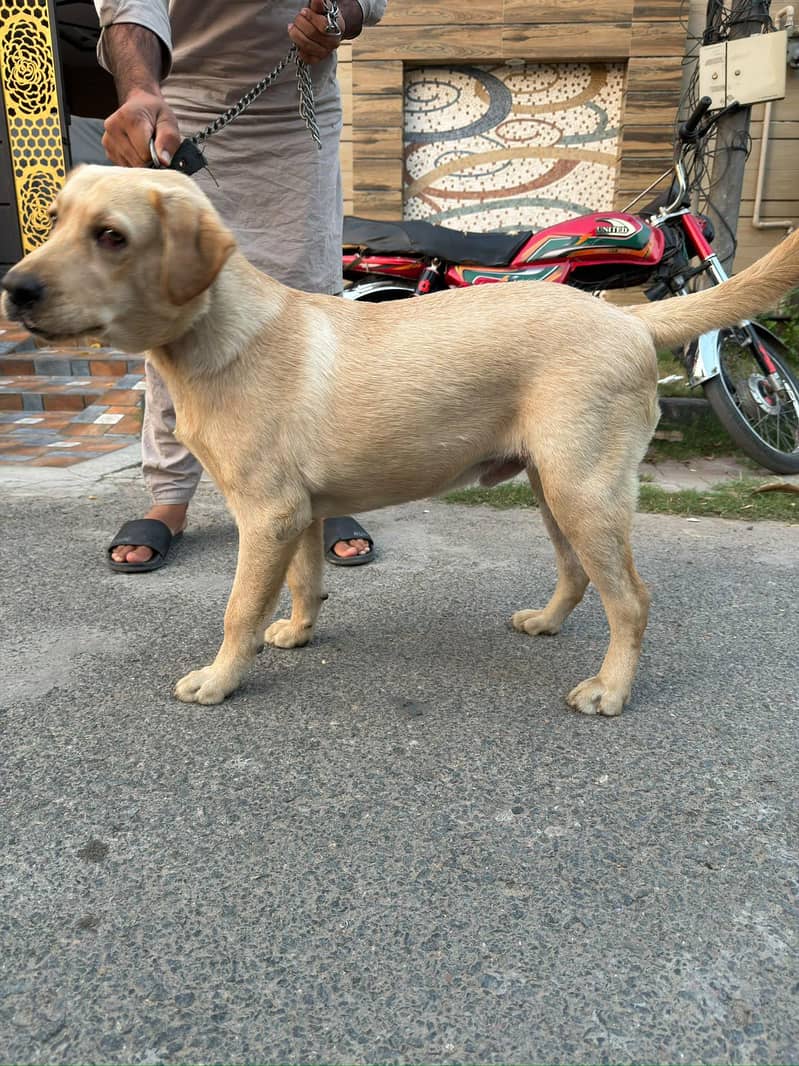 Golden Labrador 8