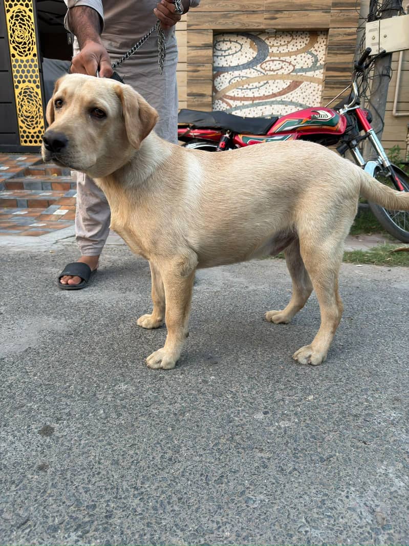 Golden Labrador 9