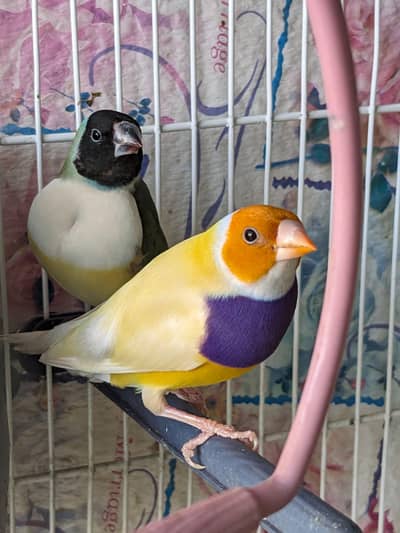 Beautiful Gouldian Finches Orange Head purple chest