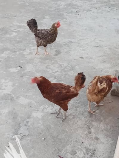 golden Hens