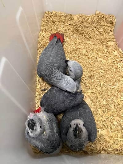 African Grey Parrot chicks for0303/7480/768
