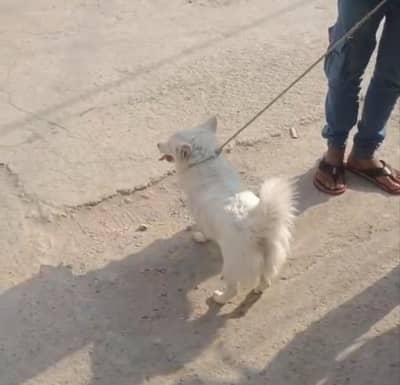 urgent sale pink nose