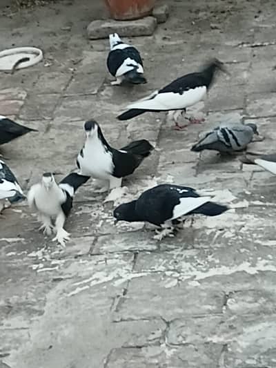Fancy pigeons for sale