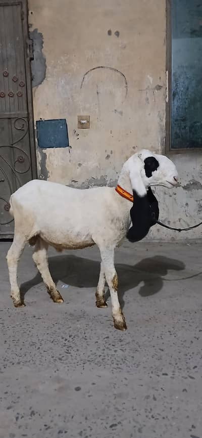 chatra kajla cross for sale