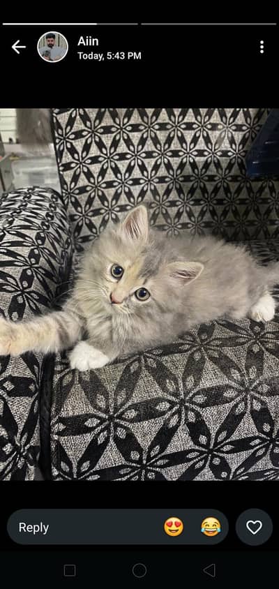 doll face persian kitten